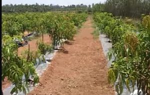 Read more about the article Ultra High Density Plantation